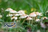 آیا امکان تشخیص سمی بودن قارچ ها وجود دارد؟