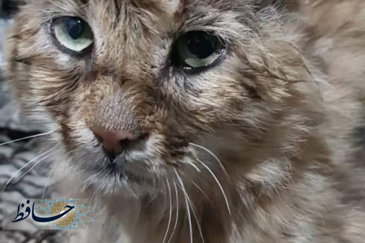 نجات گربه سان وحشی در شهرک لاله شیراز توسط آتش نشانان