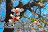 شکوفه‌های نوروزی 1404/ عکس: محمدمهدی اسدزاده