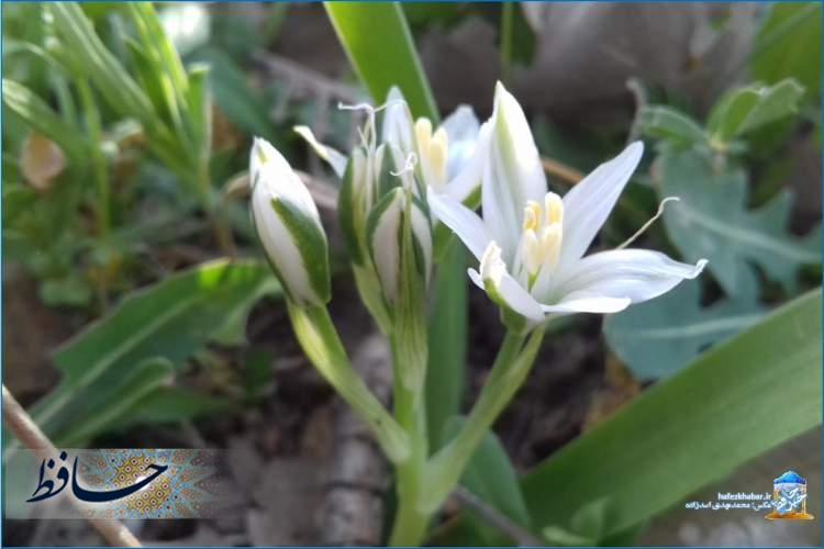 آشنایی با برخی از گل‌های بهاری فارس/ زنبق سفید/ عکس: محمدمهدی اسدزاده