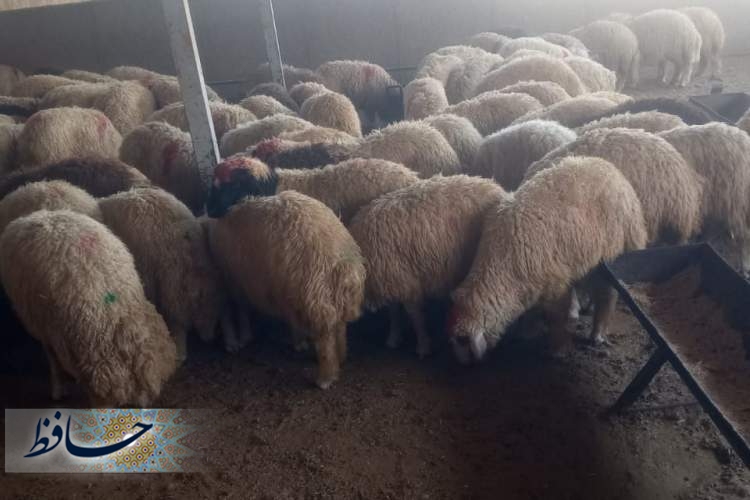 شناسایی دامداری غیرمجاز در ظفرآباد