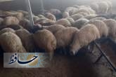 شناسایی دامداری غیرمجاز در ظفرآباد