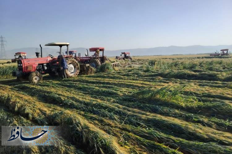 تیغ قانون بر مزارع آلوده شیراز