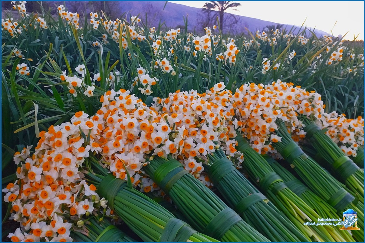نرگس‌زار خفر/ عکس: محمدمهدی اسدزاده