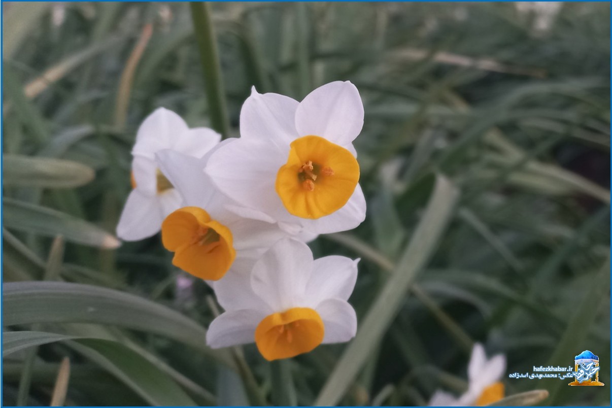 نرگس‌زار خفر/ عکس: محمدمهدی اسدزاده