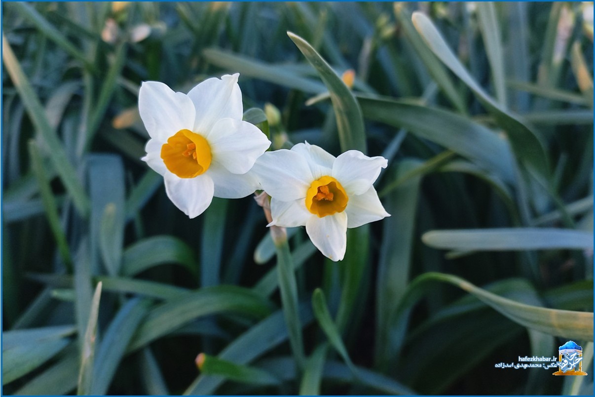 نرگس‌زار خفر/ عکس: محمدمهدی اسدزاده