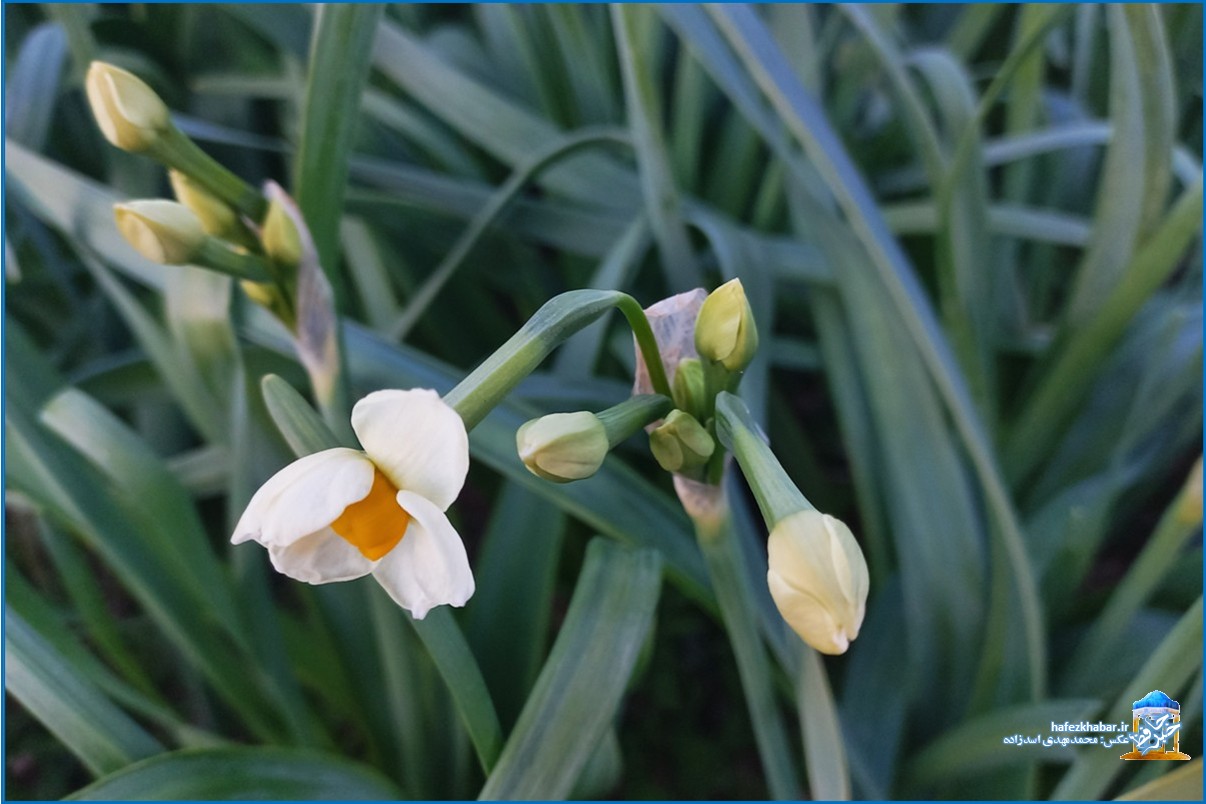 نرگس‌زار خفر/ عکس: محمدمهدی اسدزاده