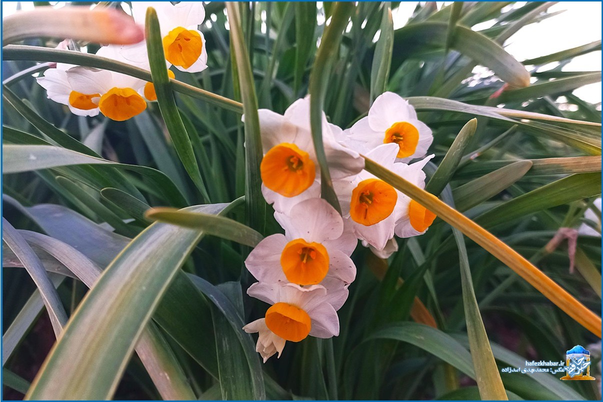 نرگس‌زار خفر/ عکس: محمدمهدی اسدزاده