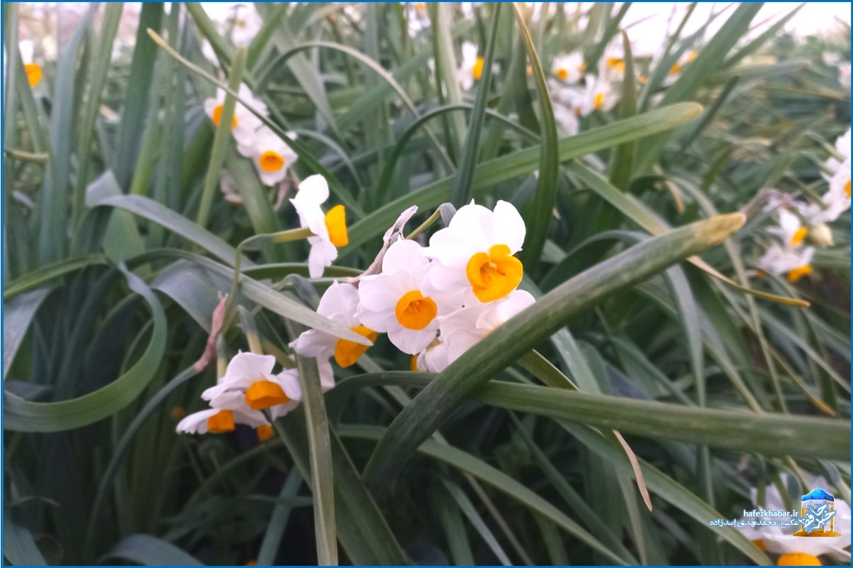 نرگس‌زار خفر/ عکس: محمدمهدی اسدزاده