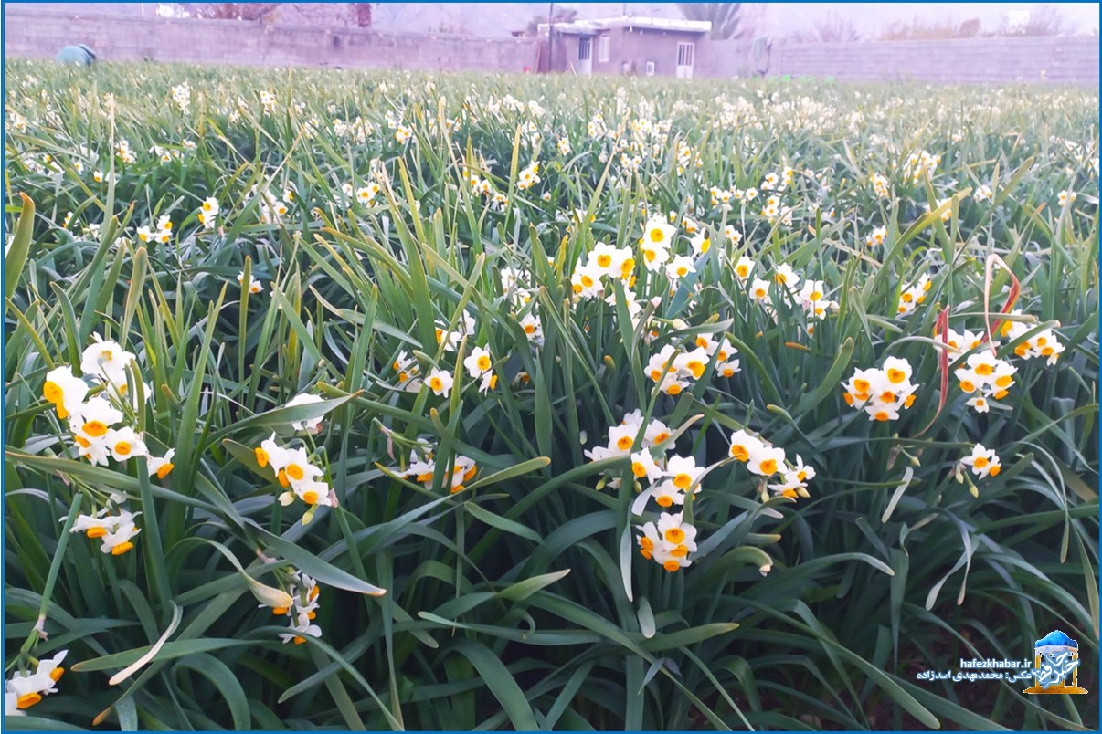 نرگس‌زار خفر/ عکس: محمدمهدی اسدزاده