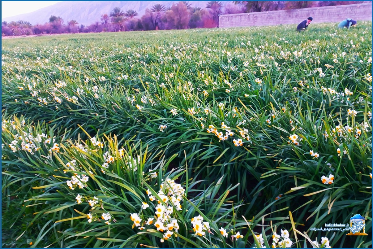نرگس‌زار خفر/ عکس: محمدمهدی اسدزاده