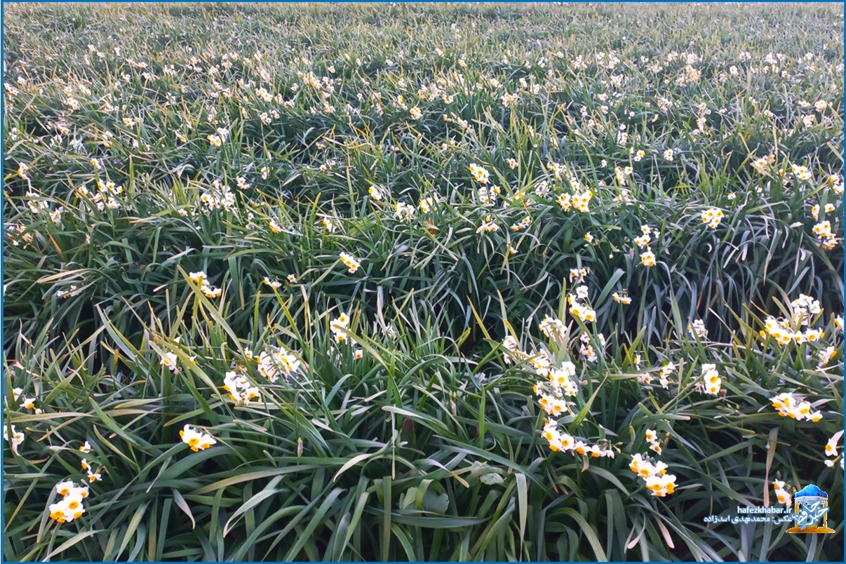 نرگس‌زار خفر/ عکس: محمدمهدی اسدزاده