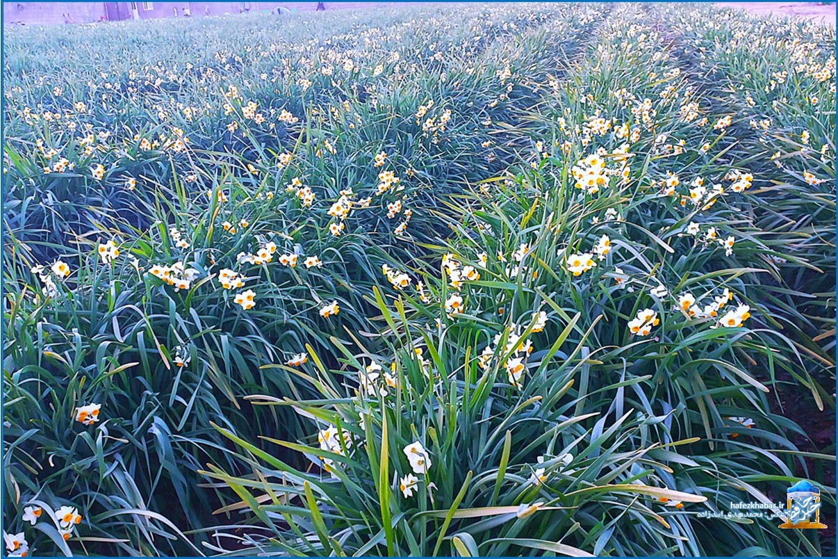 نرگس‌زار خفر/ عکس: محمدمهدی اسدزاده