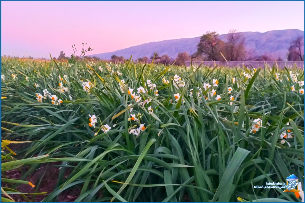 نرگس‌زار خفر/ عکس: محمدمهدی اسدزاده