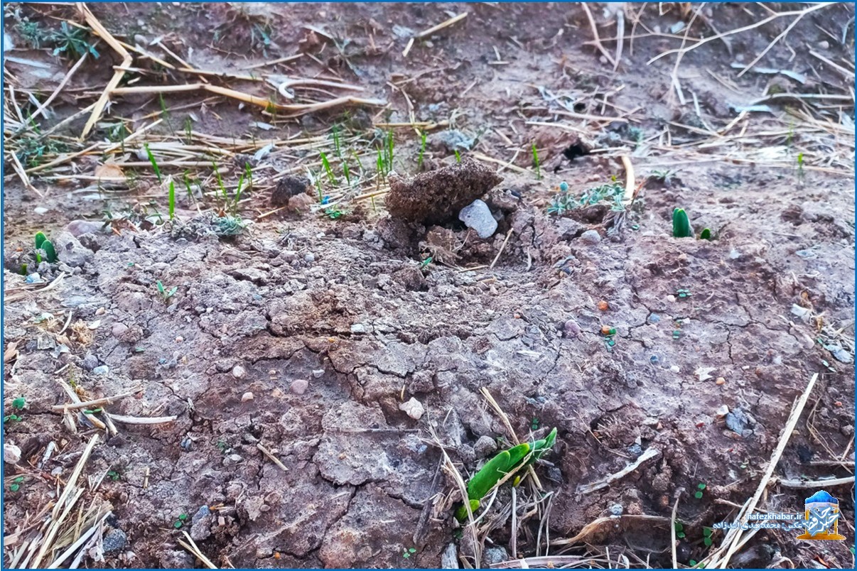 نرگس‌زار خفر/ عکس: محمدمهدی اسدزاده