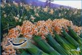 برداشت گل نرگس از نرگس‌‎زارهای شهرستان خفر استان فارس/ عکس: محمدمهدی اسدزاده