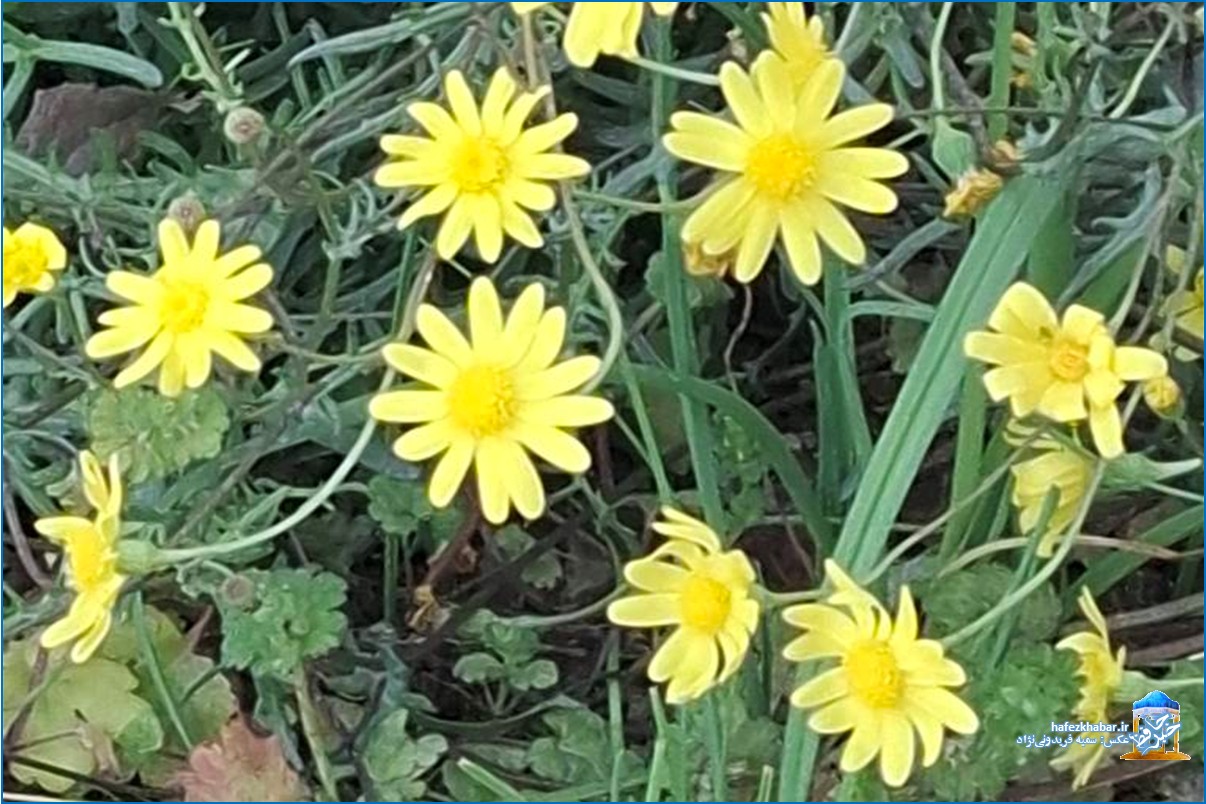 سر زد به سر شهر بهاری دگر ای مردم/ عکس: سمیه رها فریدونی‌نژاد
