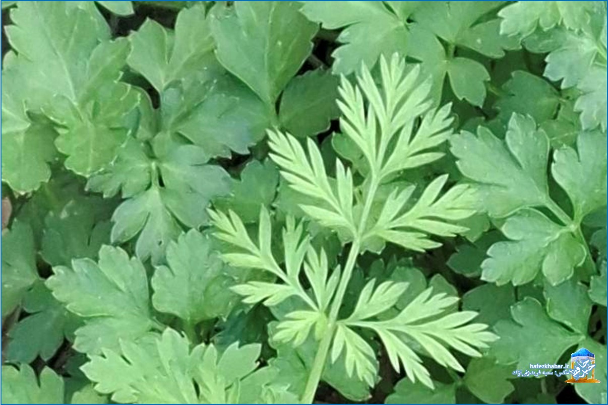 سر زد به سر شهر بهاری دگر ای مردم/ عکس: سمیه رها فریدونی‌نژاد