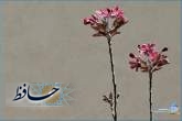 شکوفه‌های بهاری/ عکس از سمیه رها فریدونی‌نژاد/ اسفند 1404