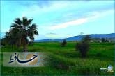 نوروز کازرون/ عکس: اسماء بادپا